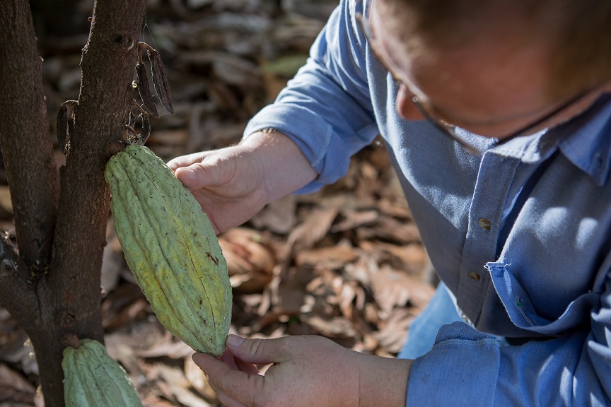 El cacao es uno de los cultivos que forma parte del área de trabajo de Milan, y al cual este Ingeniero Agrónomo se dedica con entrega y pasión.