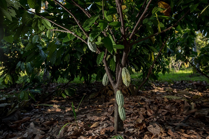 El cacao es uno de los cultivos con los que trabaja Milan Klimo. Aquí vemos un árbol de cacao.
