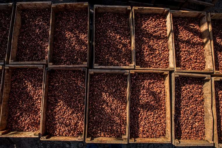 La semilla de cacao se fermenta y luego se pone a secar, antes de ser procesada y convertirse en chocolate.