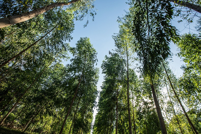 Bosque energético de eucalipto, el cual también sirve como hogar para conejos, culebras, cotuzas y venados, entre otros animales.